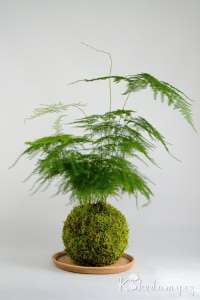 kokedama Asparagus setaceus