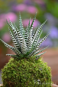 kokedama Haworthia