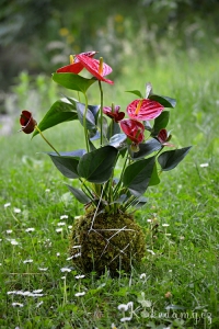 závěsná kokedama Anthurium scherzerianum