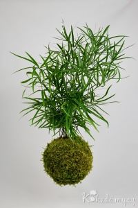 závěsná kokedama Asparagus falcatus