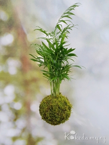 závěsná kokedama Chamaedorea elegans