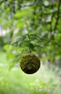 závěsná kokedama Mini Asparagus setaceus