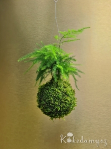 závěsná kokedama Mini Asparagus setaceus