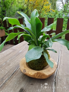 kokedama Platycerium