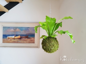 závěsná kokedama Asplenium nidus