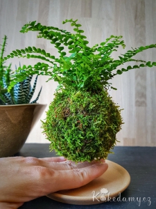 levitující kokedama Nephrolepis