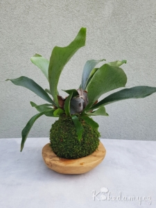 kokedama parožnatka