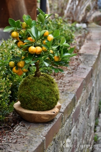 Kokedama Citrus