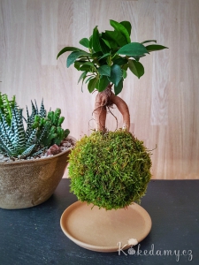 levitující kokedama Ficus microcarpa Ginseng