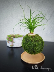 levitující kokedama Nolina