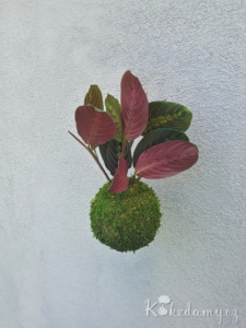 závěsná kokedama Maranta Fascinator