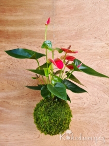 závěsná kokedama Anthurium scherzerianum růžová