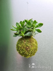 závěsná kokedama Crassula ovata