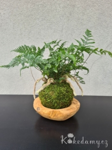 kokedama Davallia tyermanii