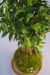 kokedama Ficus benjamina Natasja