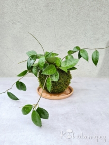 kokedama Hoya