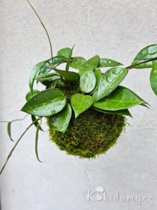 závěsná kokedama Hoya