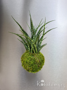 Závěsná kokedama tchýnin jazyk - Sansevieria Fernwood